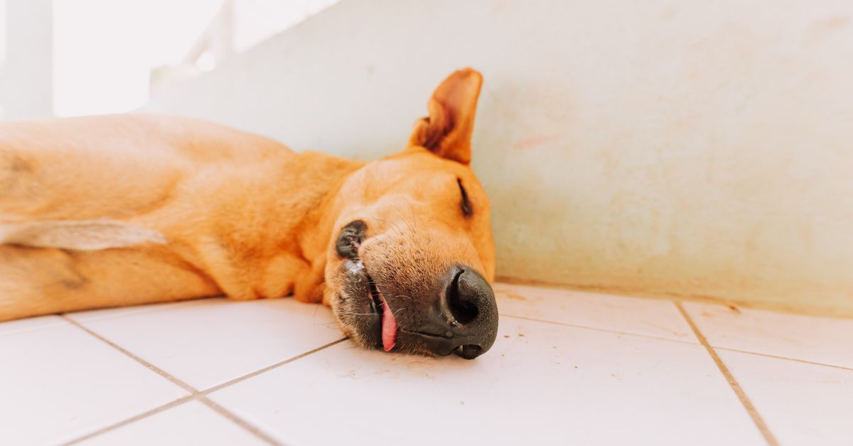 Mejor alfombrilla refrescante para perros y gatos 2026: cómo aliviar el calor