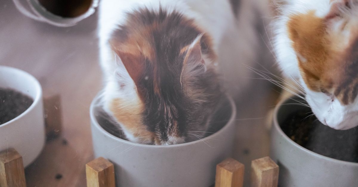 Mejor comedero automático para gatos y perros 2026