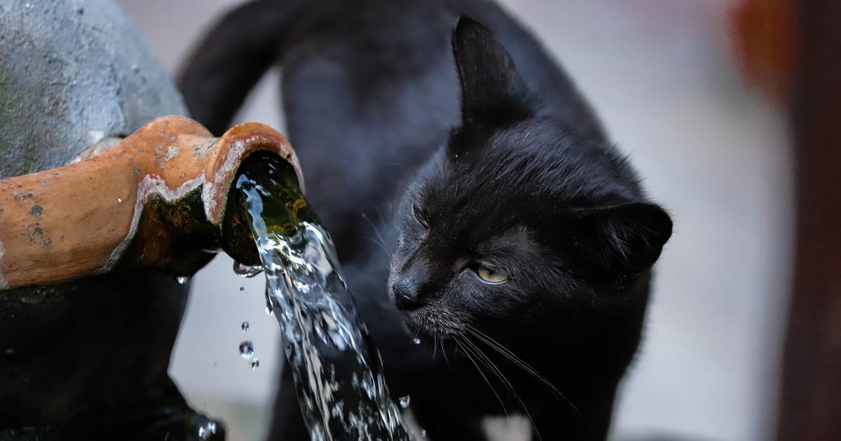 Gato bebiendo agua de una fuente domestica
