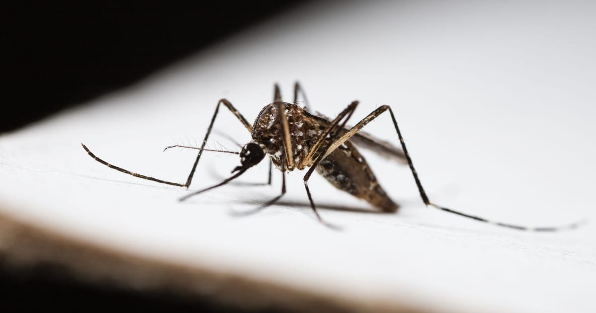 Mejores antimosquitos eléctricos 2026: enchufes y repelentes que tienen sentido
